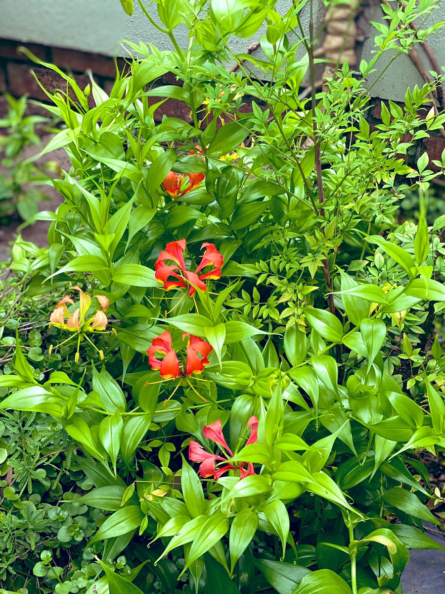 gatvolinthecity's tweet photo. @jillbrown231 #flowersonfriday #gardening #firelilies https://t.co/uF1hvE6qPJ