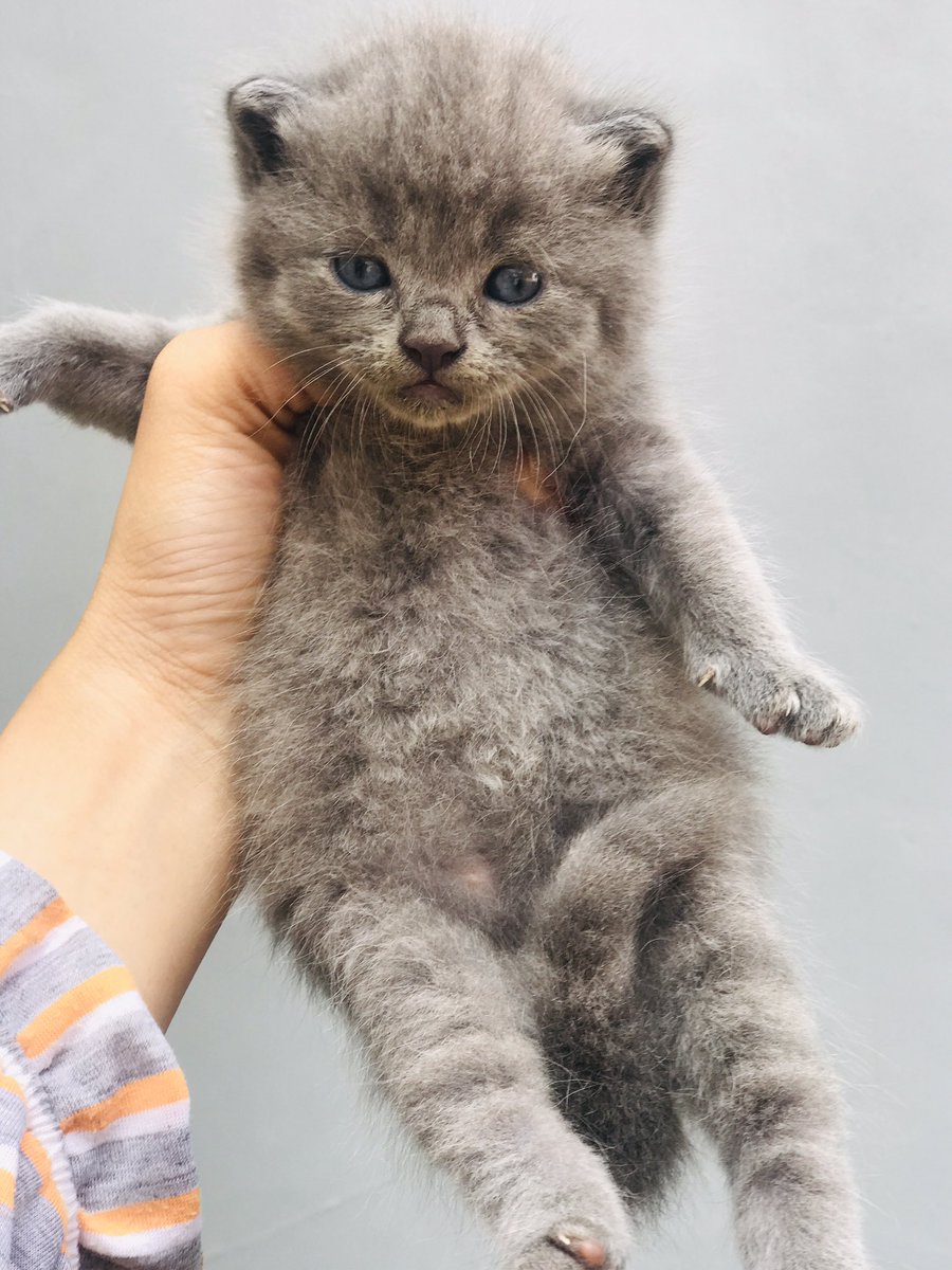 ichaichaakk's tweet photo. @kochengfs Hallo aku mocil. Salam kenal yaa semua😁 https://t.co/m3XXvDDYUx