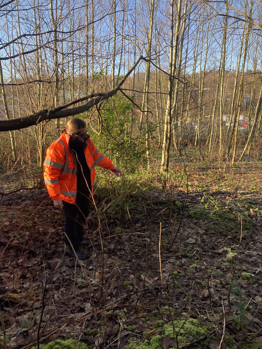 JKSLKate's tweet photo. Great to take a member of our Ops team out to site this morning! Some impressive Japanese knotweed stands to have a look at. https://t.co/il4Q1jQMN8