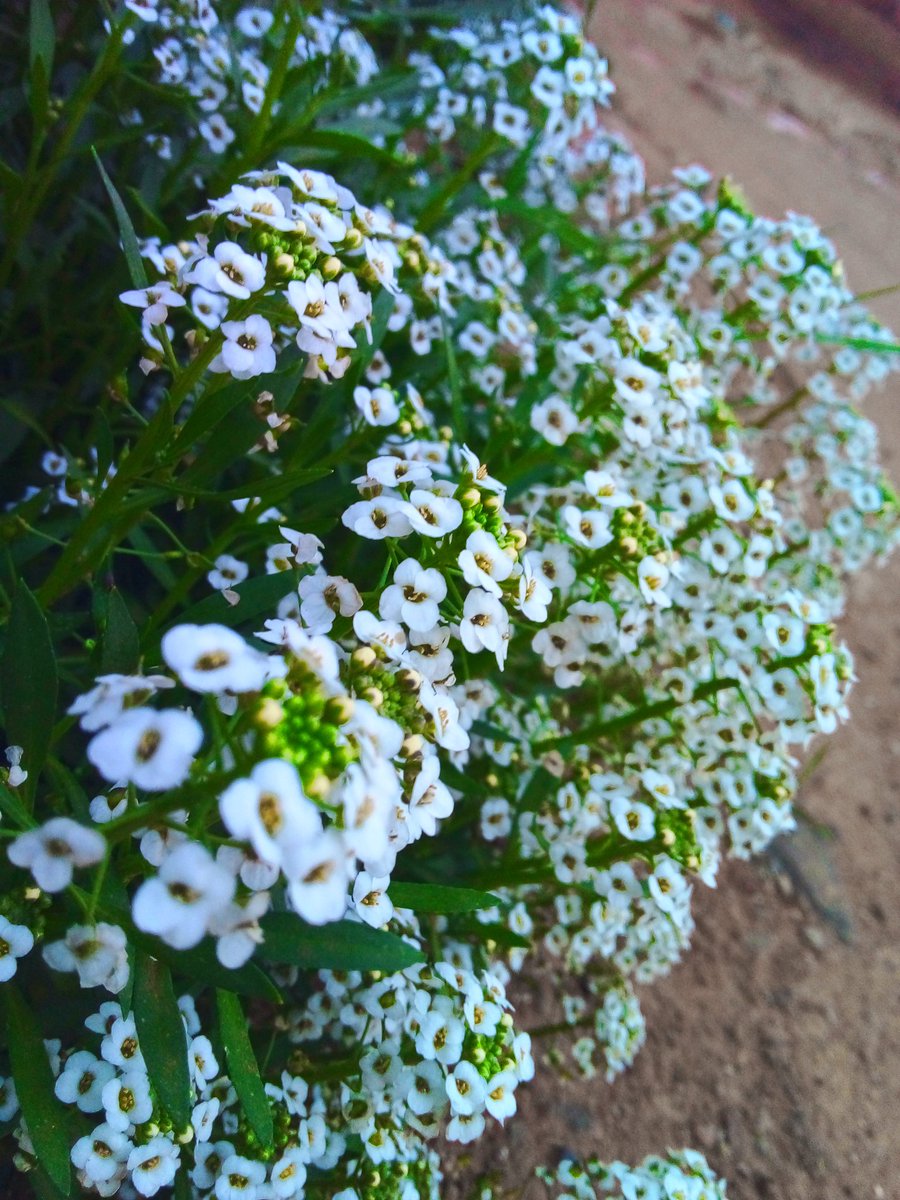MapaxMothumedi's tweet photo. Beauty in nature 

#Nature #photography #awesome #wallpaper https://t.co/TcQAxLp0J0