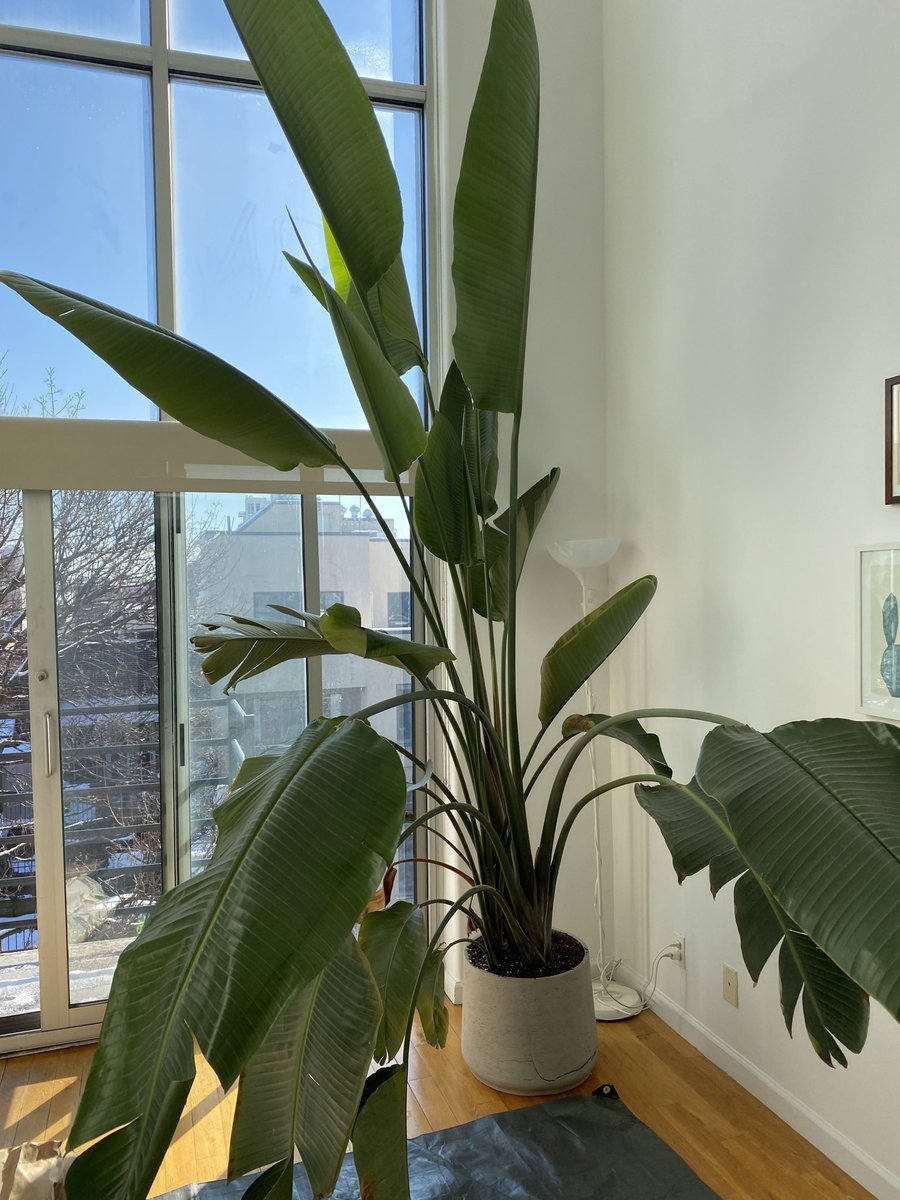Greenepiecee's tweet photo. Fav client story to date? This Brooklyn couple kept hearing LOUD cracking noises in the middle of the night🪴 Turns our their 13 ft. bird of paradise was BREAKING THROUGH its ceramic pot. They sent a request and I made my way over with a hammer, larger pot and fresh soil💕 https://t.co/hiHlh11To0