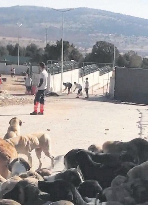 LoveHandeLove's tweet photo. @VictimVictor4 @u_ibrahim_altay BUNLAR MAŞA
BUNLAR EMİR ALDI EMİRİ UYGULADI
BU OLAY ÇIKANA KADAR KAÇ KÖPEĞİ BÖYLE ÖLDÜRDÜLER

ORDA OLANLARIN HEPSİ RUTİN BİR İŞE BAKAR GİBİ BAKIYORLAR
O SIRADA BEKLEYENLER NE OLDU?
ÖRNEK KONYA GİBİ 62 TANE ÖLÜM KAMPI İNŞASINA DUR DEYİN

@kilicdarogluk @meral_aksener https://t.co/Nl1PwrSr2p
