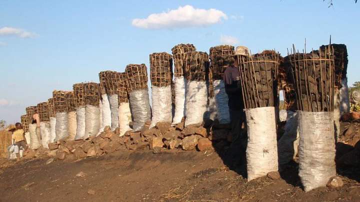Alliance_AWC's tweet photo. In 2022, Eng. Collins Nzovu, MP, Minister at Ministry of Green Economy and Environment - Zambia indicated Zambia was lossing about 300, 000 hectares of land annually due to deforestation.

#stopcuttingdowntrees
#climatechange
#deforestation
#climateleadership https://t.co/aLLO1oKGhC