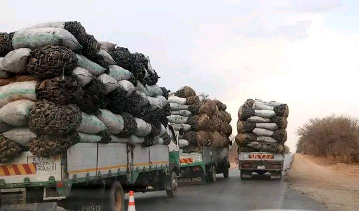 Alliance_AWC's tweet photo. In 2022, Eng. Collins Nzovu, MP, Minister at Ministry of Green Economy and Environment - Zambia indicated Zambia was lossing about 300, 000 hectares of land annually due to deforestation.

#stopcuttingdowntrees
#climatechange
#deforestation
#climateleadership https://t.co/aLLO1oKGhC