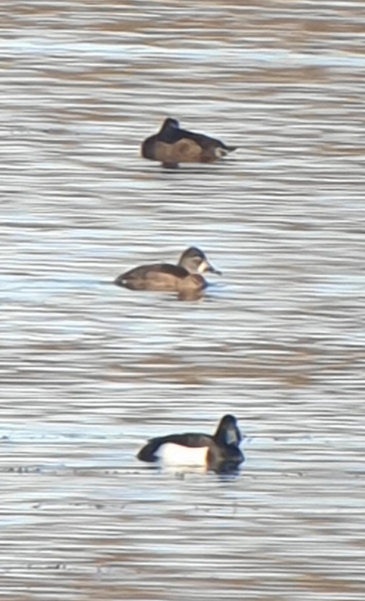 DavidWr38473971's tweet photo. It was good to find this female Ring-necked Duck at Llyn Cefni this morning, distantly! I think it might be the first I've seen since one at the 'new' Conwy RSPB in the late 80s/early 90s I twitched in my lunch hour from a layby! https://t.co/X5aagJctJi