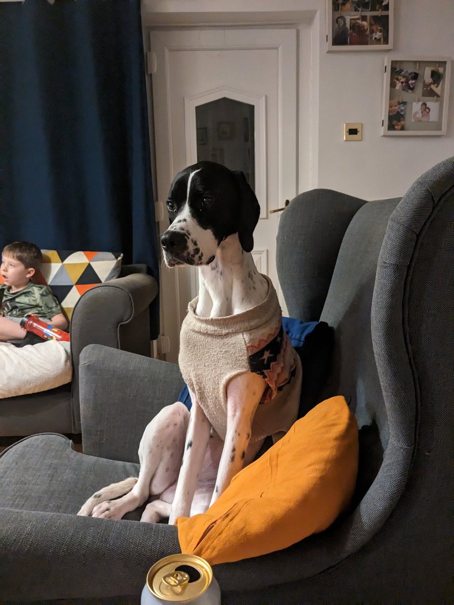 Claire_E_Hughes's tweet image. She doesn't help with writing, but she's beautiful #dog #writingbuddy #tryingtowrite