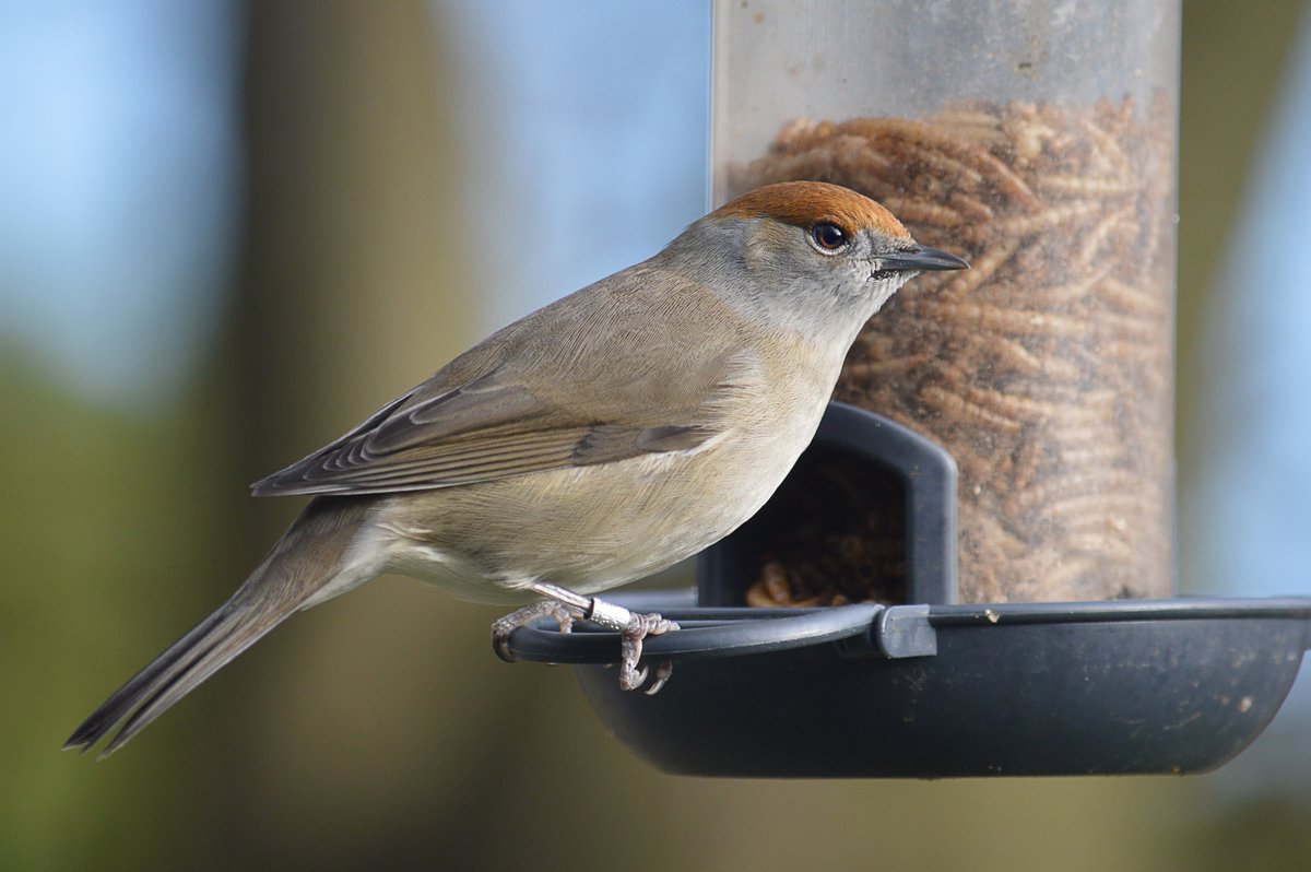 Big_UK_Al's tweet photo. Finally got a nice pic of this gorgeous female Black Cap on this cold but sunny day. She's visiting my garden feeder daily, and always goes for the mealworms. I notice she's been ringed. #winterwatch #rspb #rspbmidlands @bbcweather @Natures_Voice @RSPBMiddleton @BBCSpringwatch https://t.co/zjLbMu1rTV
