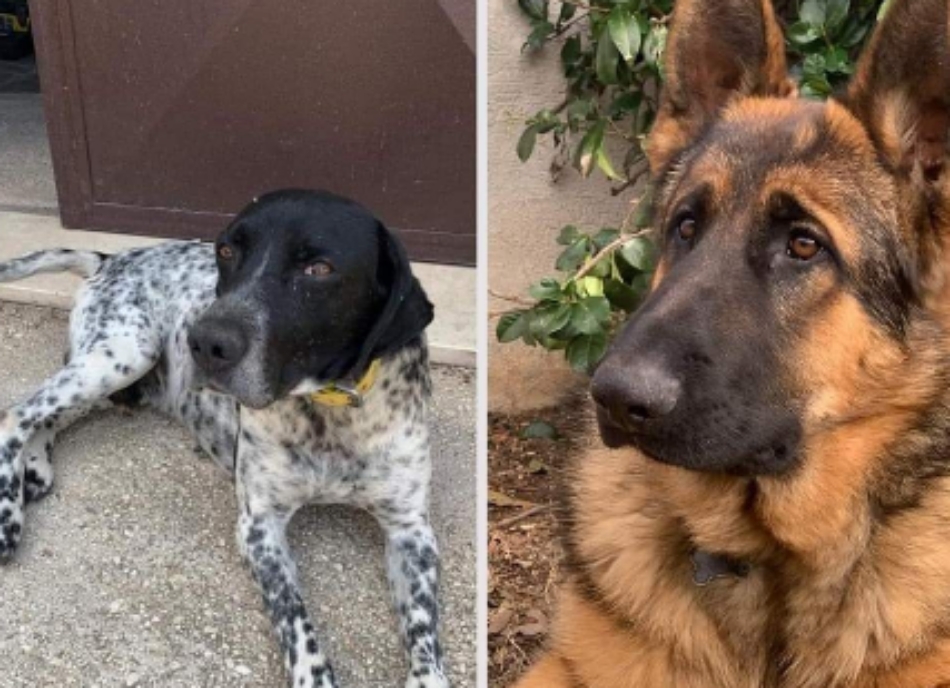 Carlos e Pippo si sono allontanati da Montorio Romano - tesoriaquattrozampe.it/carlos-pippo-s…