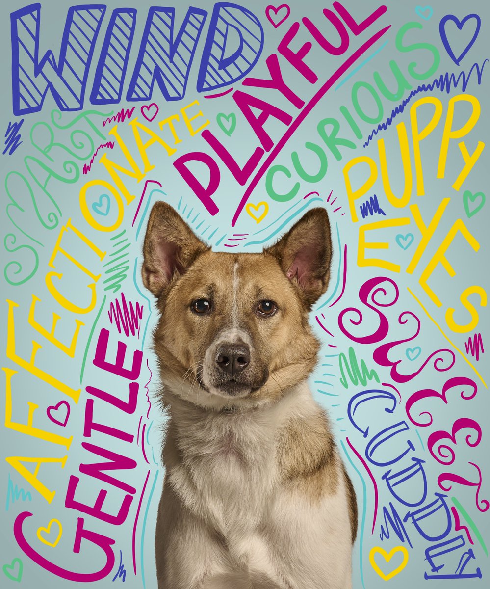 Have you had a chance to see our posts about our #dogtalesdogoftheweek Wind? 

Be sure to send some love to our handsome guy ❤️