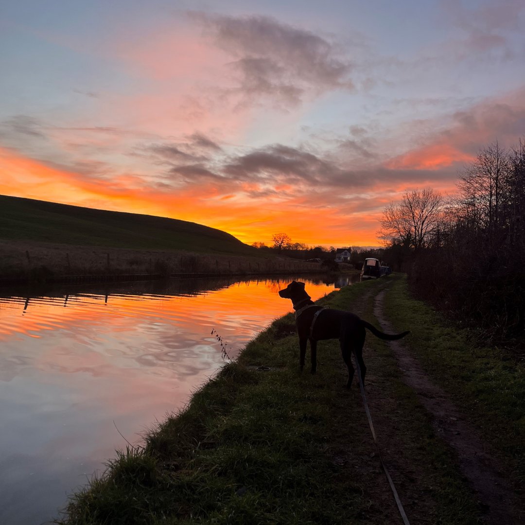 NoseToTrail's tweet photo. One of my favourite things about doing a Body Language Basics walks with a client is getting to know them, and their dog. This stunning photo was from an early morning walk with Ziggy last week. Just look at that sunrise!
 #dogproblem #aggressivedog #reactivedog #anxiousdog https://t.co/XHIX2U3D3U