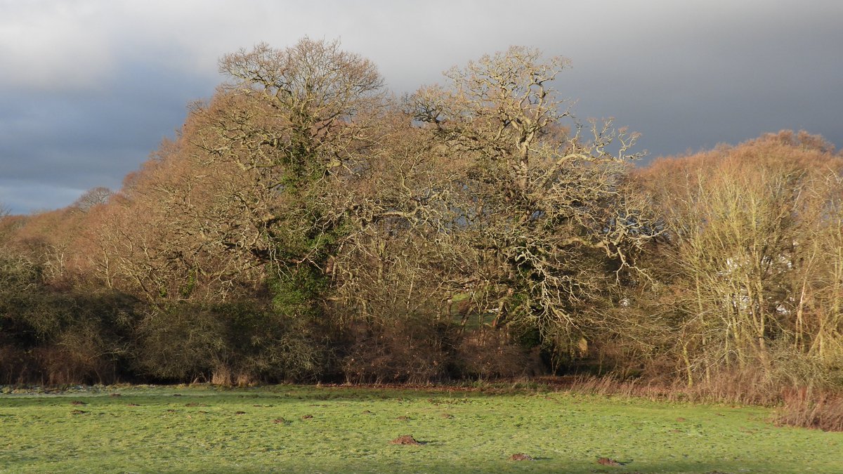 Martin Seuneke on Twitter "Todays walk in Gunton Woods nr Lowestoft woodland trees"