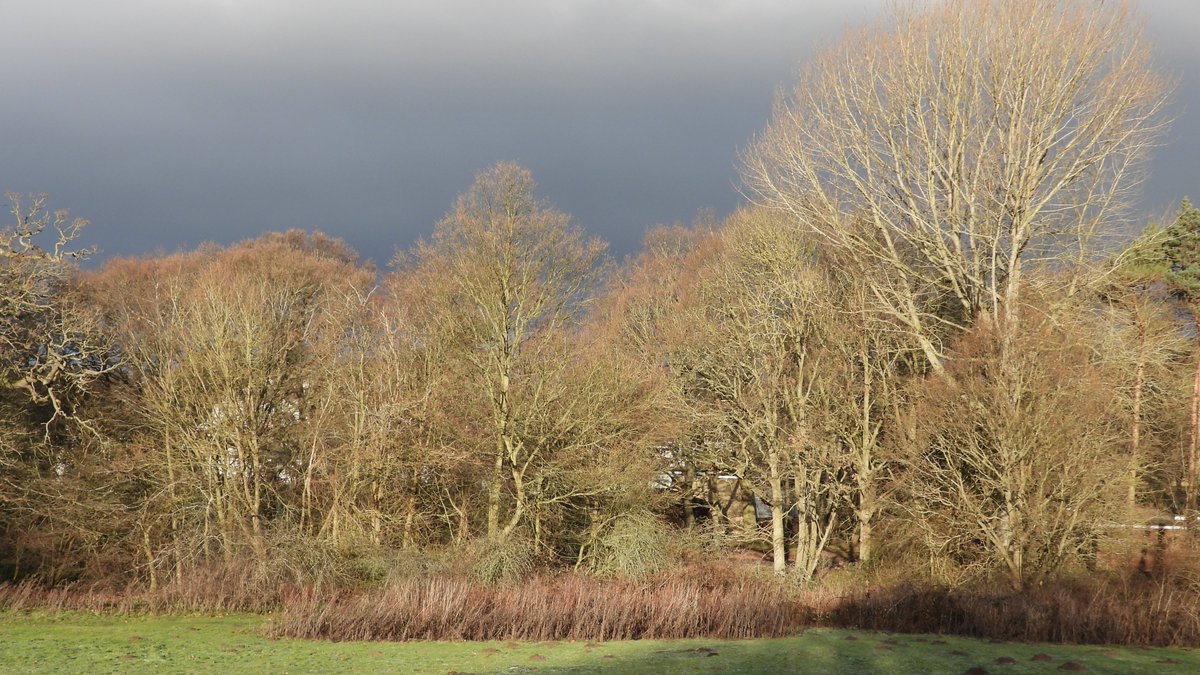 Martin Seuneke on Twitter "Todays walk in Gunton Woods nr Lowestoft woodland trees"