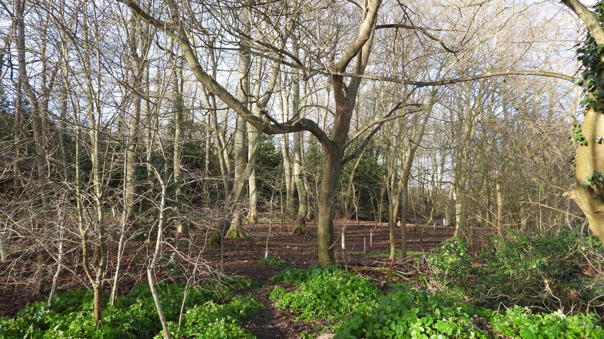 Martin Seuneke on Twitter "Todays walk in Gunton Woods nr Lowestoft woodland trees"