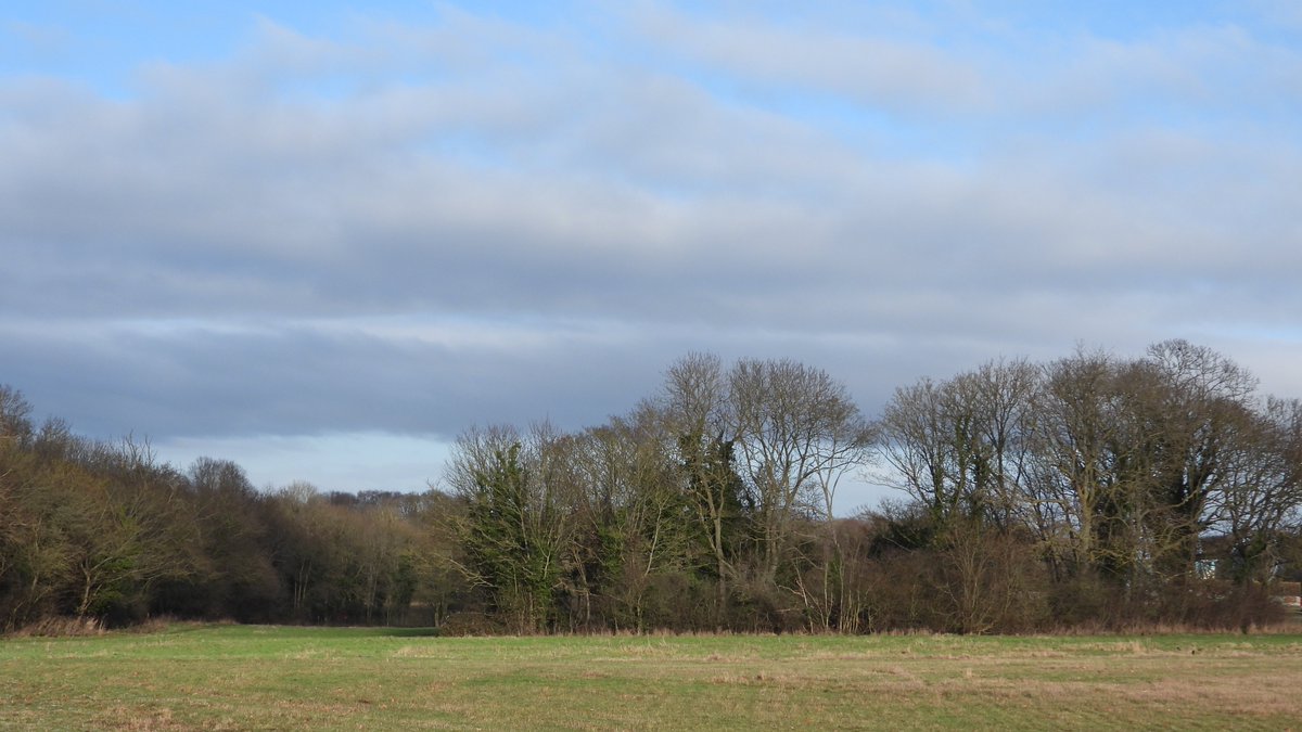Martin Seuneke on Twitter "Todays walk in Gunton Woods nr Lowestoft woodland trees"