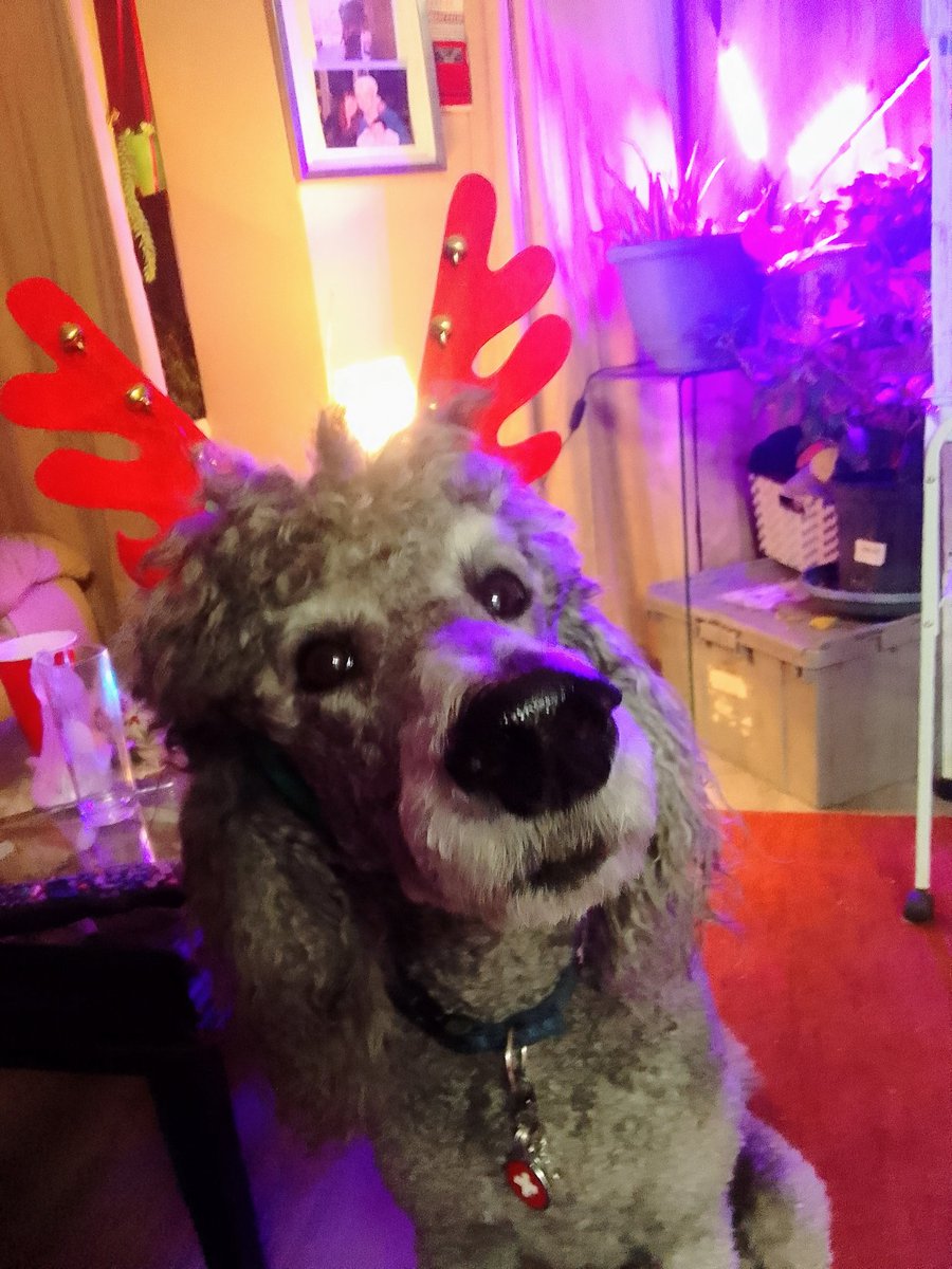 otehiminfaerie's tweet image. #MUTUALAIDREQUEST ive been making posts but 0 help has come in, but my mom + I are literally drowning. We just spent $500 on a vet bill, we then took sîkwan in for her check up + it turns out she might need surgery. We don't have money for this surgery, nor do we even have simple