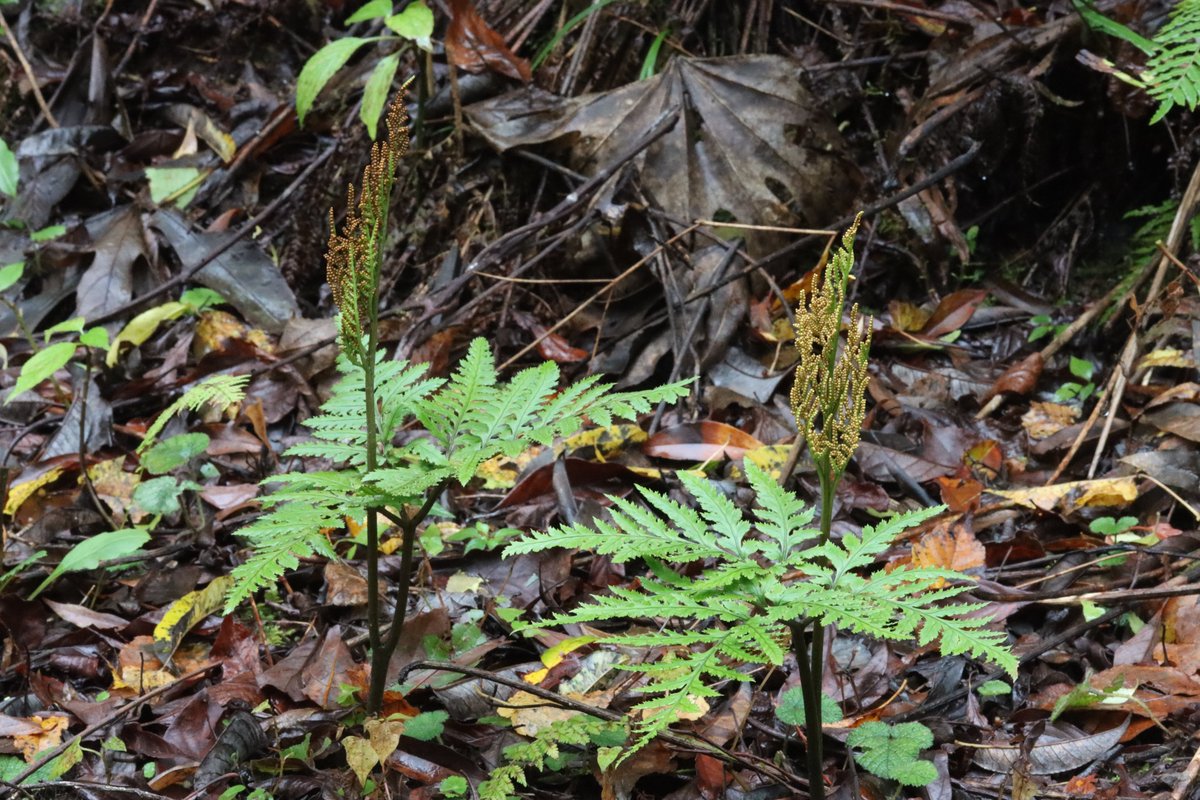 KuoFernLab's tweet photo. The winter time in Taiwan is just the fruitful season for Sceptridium grape ferns! Seeking for their underground gametophytes, and other interesting ferns! Happy #FernFriday &amp; #LunarNewYear2023 ! https://t.co/z5Irt32cyO