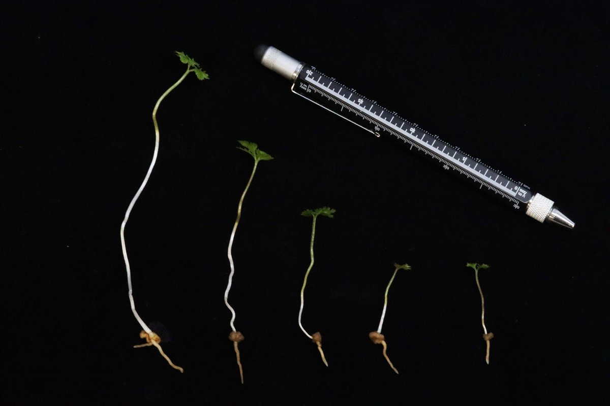 KuoFernLab's tweet photo. The winter time in Taiwan is just the fruitful season for Sceptridium grape ferns! Seeking for their underground gametophytes, and other interesting ferns! Happy #FernFriday &amp; #LunarNewYear2023 ! https://t.co/z5Irt32cyO