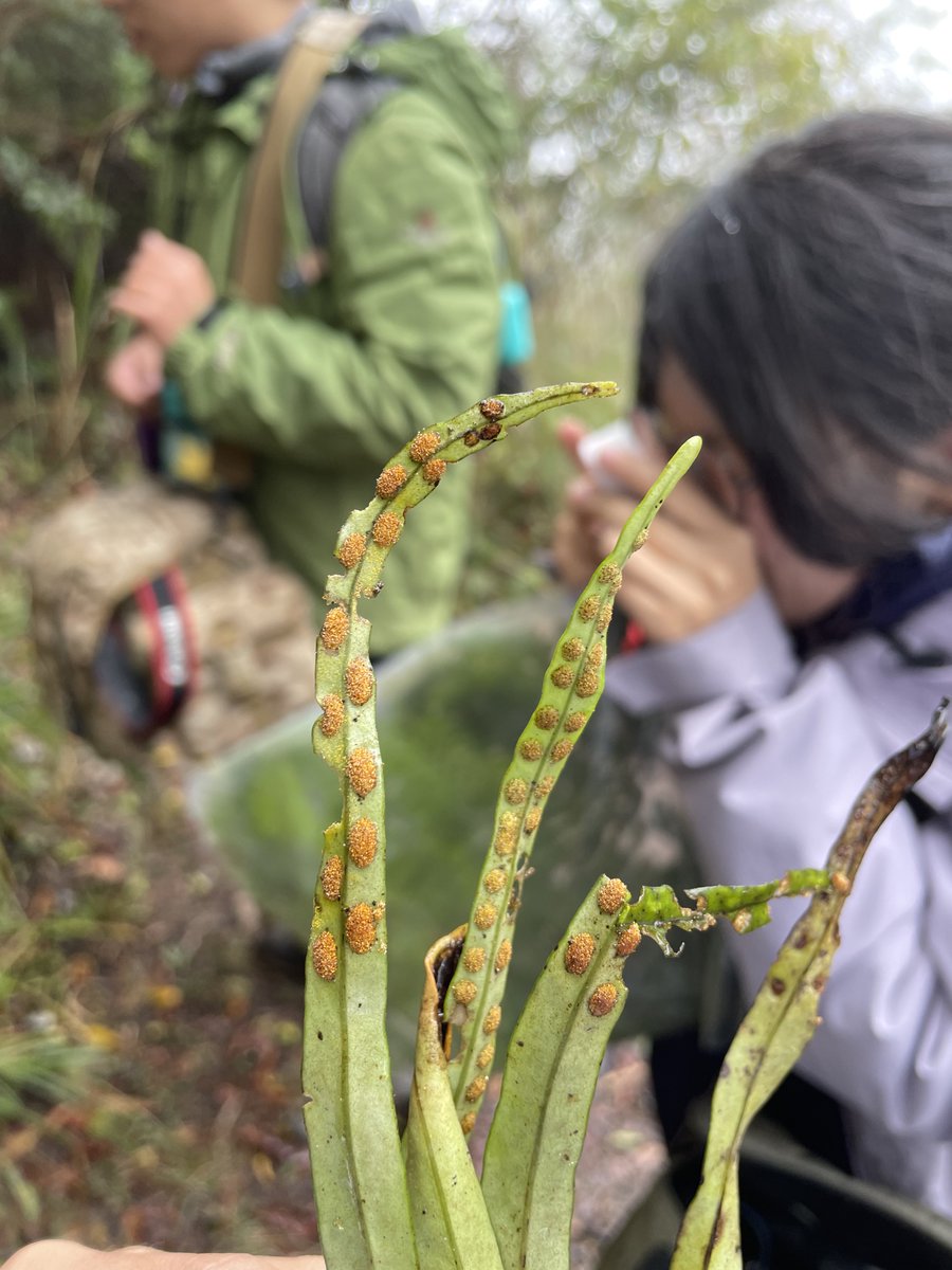 The winter time in Taiwan is just the fruitful season for Sceptridium grape ferns! Seeking for their underground gametophytes, and other interesting ferns! Happy #FernFriday &amp; #LunarNewYear2023 !