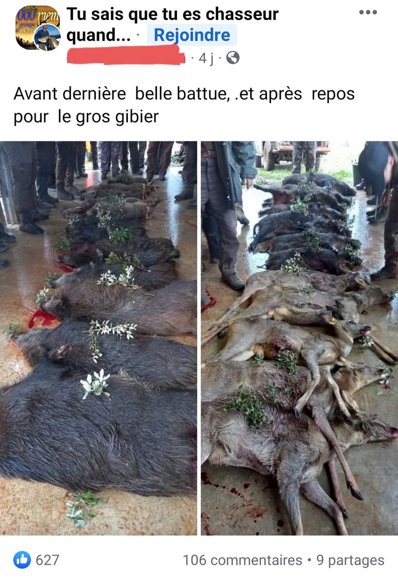 YaelAngel20's tweet photo. Carnage à la chasse. Des dizaines d'animaux massacrés. Comble de la perversité : la brindille sur les corps bien alignés pour rendre "les honneurs" aux victimes sacrifiées (un rituel pour donner à un massacre des allures d'art). Avec la complicité du gouvernement @ChristopheBechu https://t.co/TSG2Dd7BIX