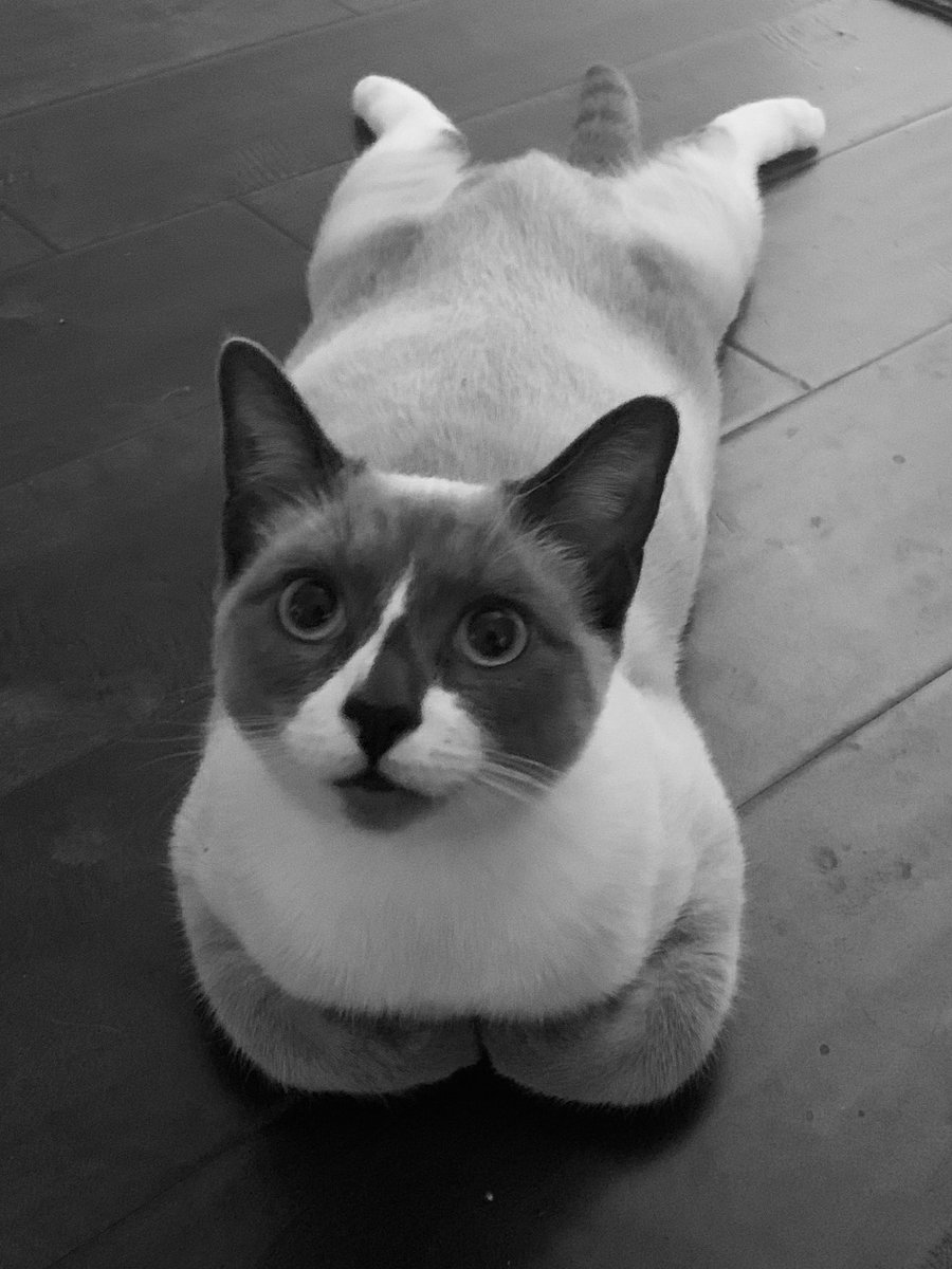 Happy #catnoirfriday!!!