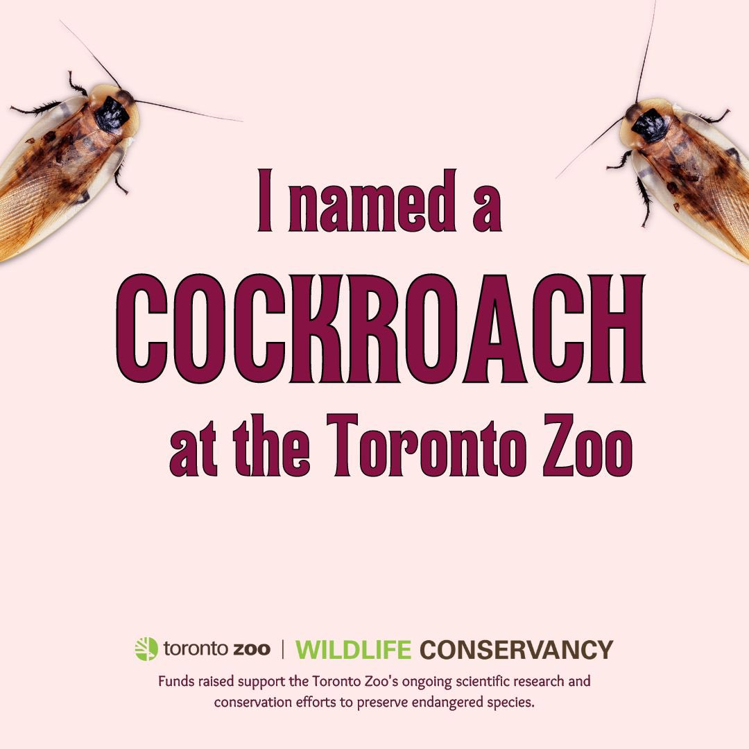 commonsensica-on-twitter-how-many-doug-ford-cockroaches-are-there