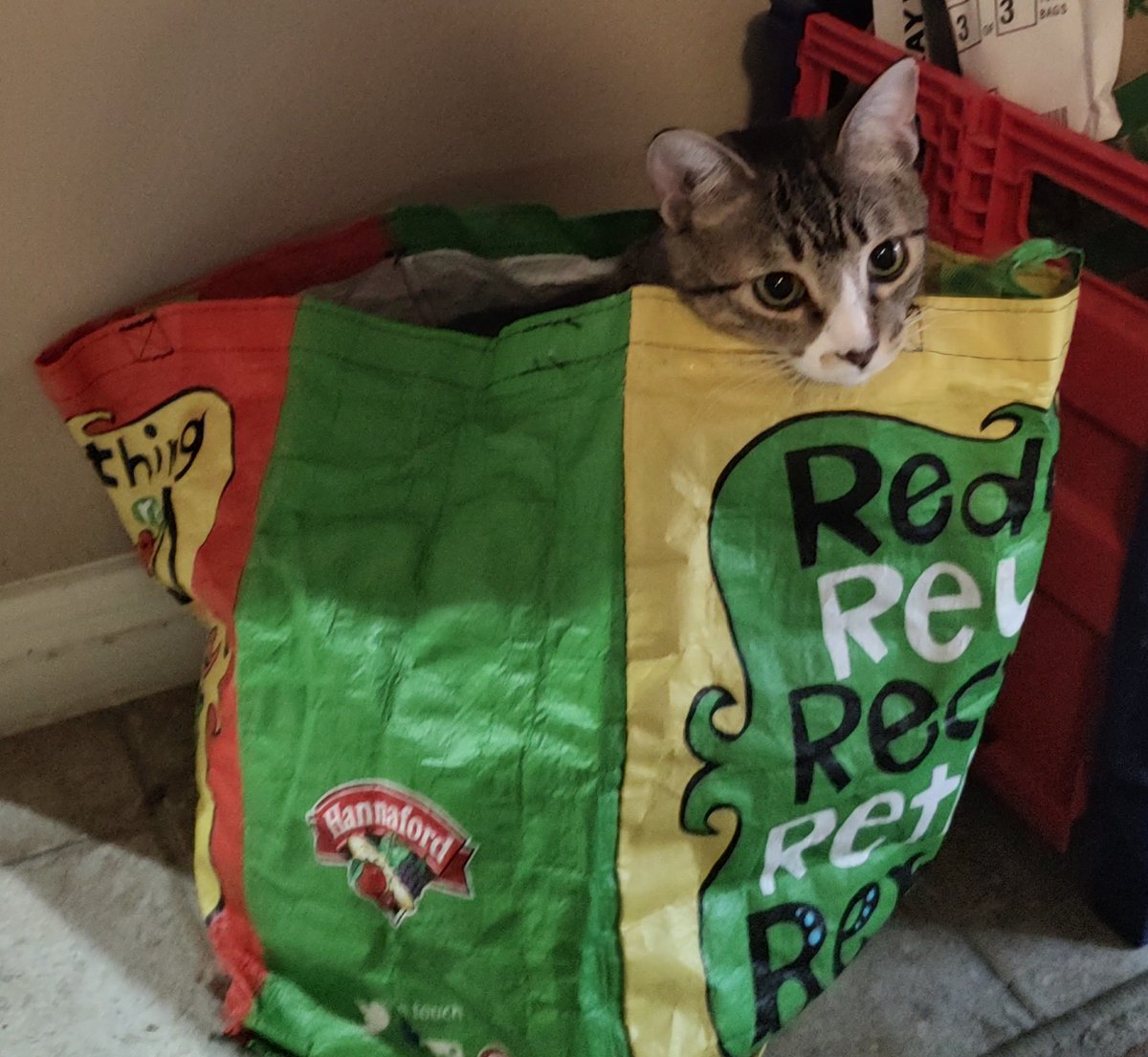imkittenjack's tweet image. So look what ended up in our Hannaford bag! I didn&apos;t even know they sold these! 💙💙💙#Hannaford #cute #kittens #CatsofTwittter #felinefriday #pics #picoftheday