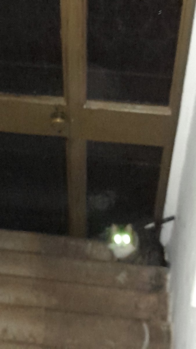 AiFriesTv's tweet photo. @nyxvision my cats being silly https://t.co/MYWVJVkZvD