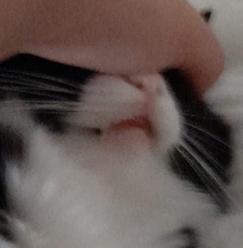 AiFriesTv's tweet photo. @nyxvision my cats being silly https://t.co/MYWVJVkZvD