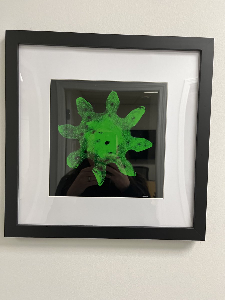 Dr. Willerth tweet media