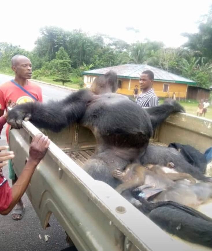 Amancio Motove tweet media