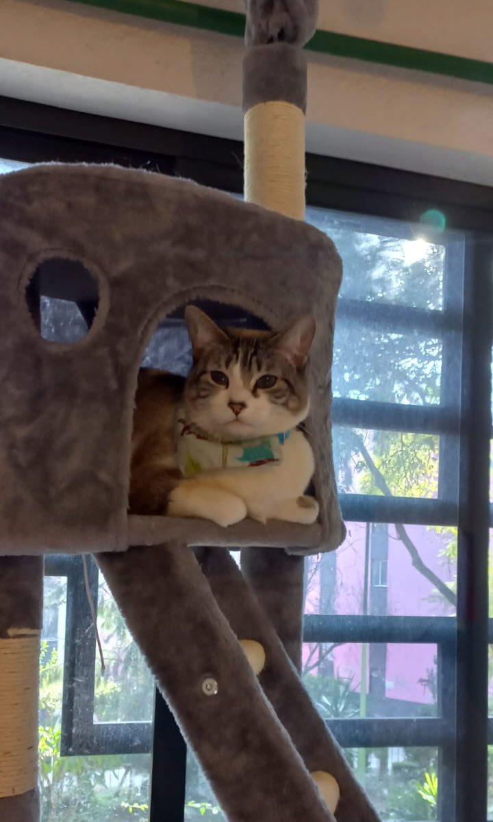 ThalizTH's tweet photo. Buen día humanos, soy el Profesor Cuco. Estoy en mi torre asegurándome de que todo esté en orden. Tengo casi 3 años de edad, soy michi de pandemia. Administraré yo el concurso porque la humana se duerme. Los quiero, byes. https://t.co/5o7snJn9qz