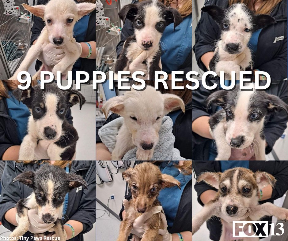 fox13's tweet photo. PUPPIES RESCUED - Nine puppies are getting a new lease on life after a good Samaritan found them abandoned on the side of the road and rescued them from the freezing cold. 
@ChrisArnoldTV FULL STORY: https://t.co/wFsNMh7VHV https://t.co/EZJ0PDGh2d