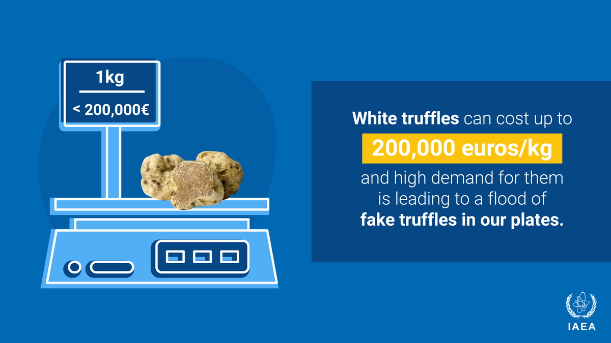 Worth up to EUR 200,000 per kilogram, white truffles are precious and very attractive to fraudsters.

See how nuclear techniques help analyze truffles and detect fraud. 👉bit.ly/3wmbalZ