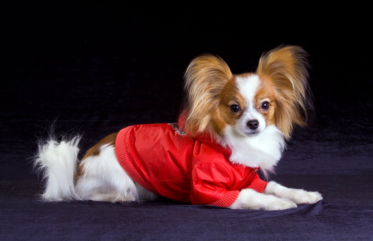 Paws_perfect_KC's tweet photo. Sweet Mitzi is pumped for the big game tomorrow! Show us your pets decked out in their #Chiefs gear. โฌ๏ธ#ChiefsKingdom #REDFriday #KansasCityChiefs #papillon #dogsoftwitter #kc #mahomesfan #pawsitivelyperfectkc https://t.co/q3kQ7hadC8