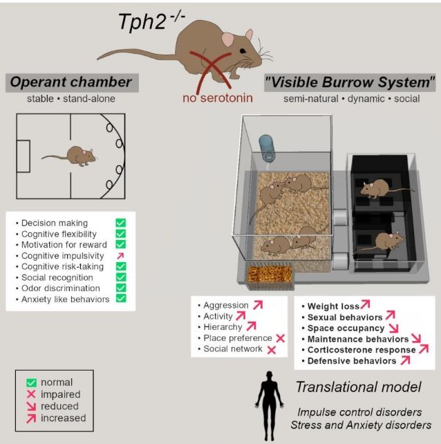 MarionRivalan's tweet photo. Paper accepted!
Congratulations to @AlonsoLucille1 and collaborators @UBHumboldtUni @ChariteBerlin @MDC_Berlin

We show that the lack of central #serotonin disrupt natural Home Cage behaviors without affecting cognition, when tested in classical conditions!

Link to📜coming soon! https://t.co/bngpxPyr0w