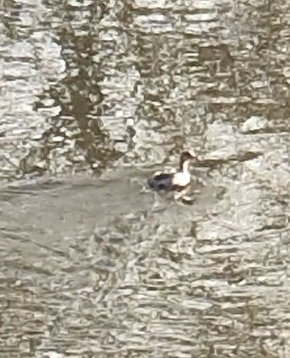 realNed's tweet photo. Small grebe (dabchick?) by Bishopthorpe bridge cycle track.
No noccies phone shot into sun.
@YorkBirding https://t.co/Qzhudnxim4