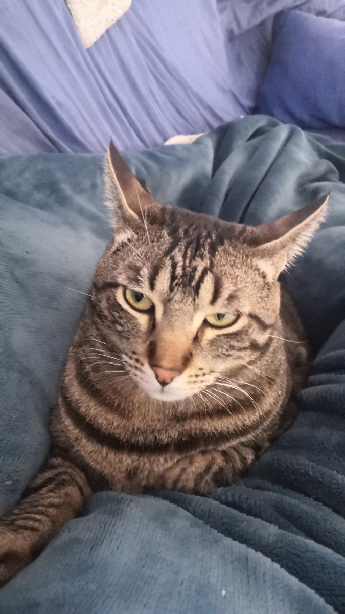 gorriiion's tweet photo. Me mira perdóname la vida #gato #morcón https://t.co/8spLpQ5o2M
