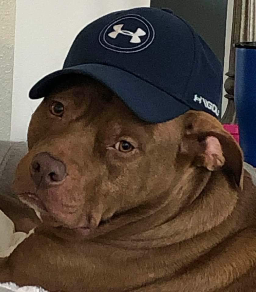 3succulent_hams's tweet photo. @Santos4Congress C'mon man. https://t.co/qXA8KXv2Cs