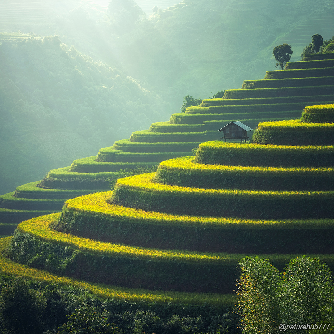 NatureHub777's tweet photo. Rice Field in the Philippines - Filipinlerde Pirinç Tarlası 

#rice #ricefield #philippines #pirinç #pirinçtarlası #doğa #nature https://t.co/mkdnjrDP8g