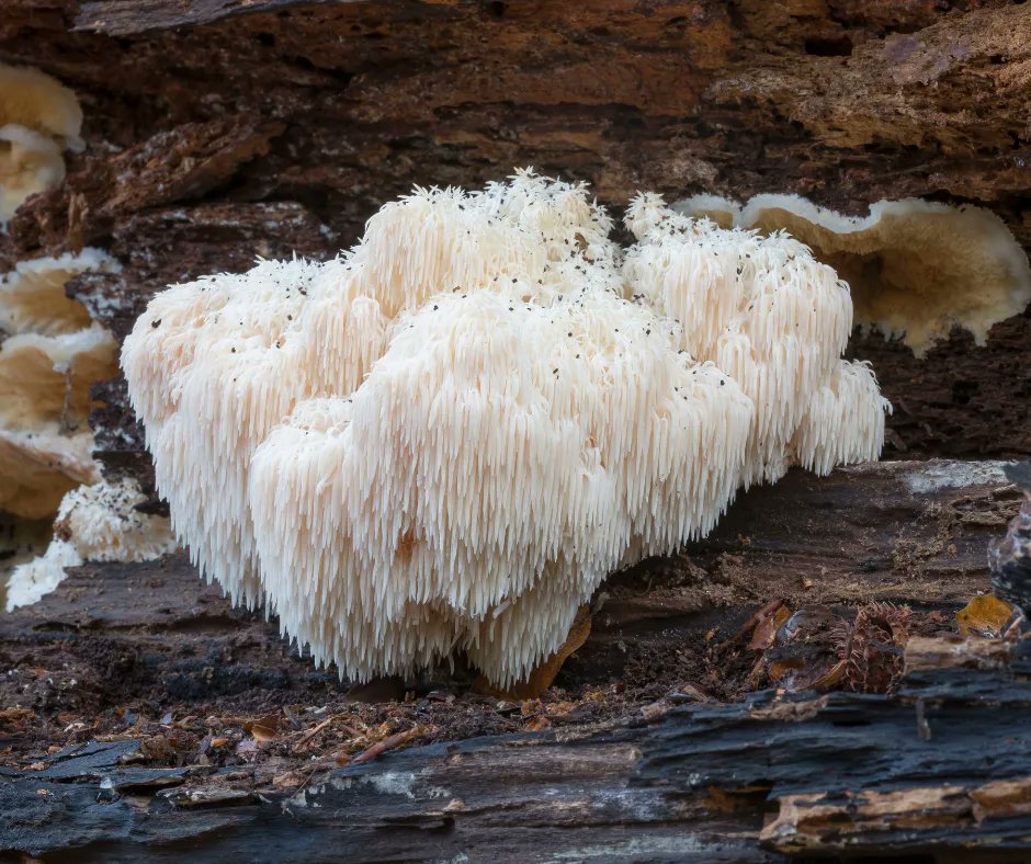 TruffleDogBlog's tweet photo. Just look at the majestic lion's mane mushroom! It packs some amazing nutritional benefits. Did you know that lion's mane has been studied for its potential to improve cognitive abilities, memory, and more? Have you ever seen one?

#FungiFriday #Forest #Fungi #Mycology #Foraging https://t.co/SjO49poyMJ