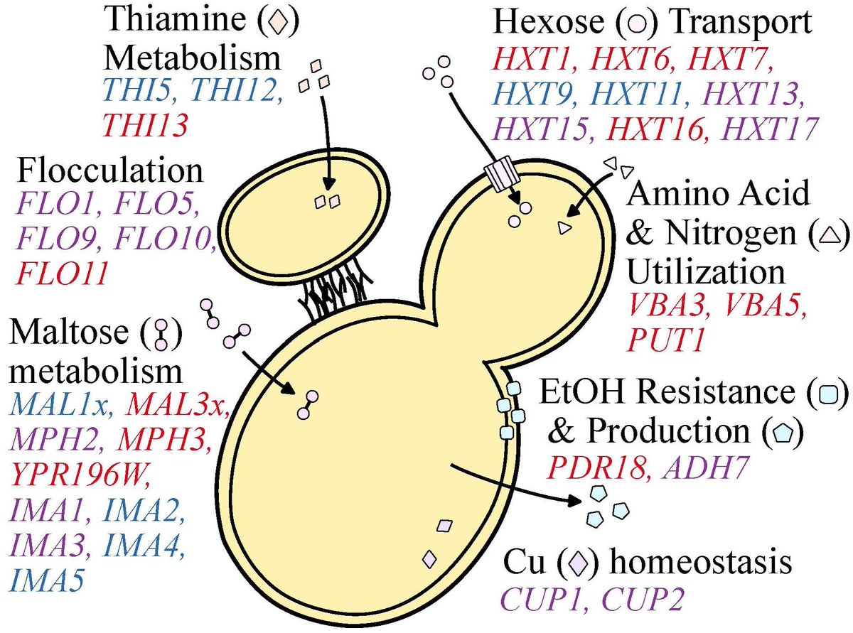 jlsteenwyk's tweet photo. Uncorking the secrets of #microbial domestication! The #evolution of #wine🍷 yeast is a fascinating example of how #humans have shaped the #genomes of #microorganisms to suit our needs
🔗: https://t.co/Lwo7UI7BaU
#biology #winemaking #microbialgenetics #science https://t.co/UIPsBaRKeZ
