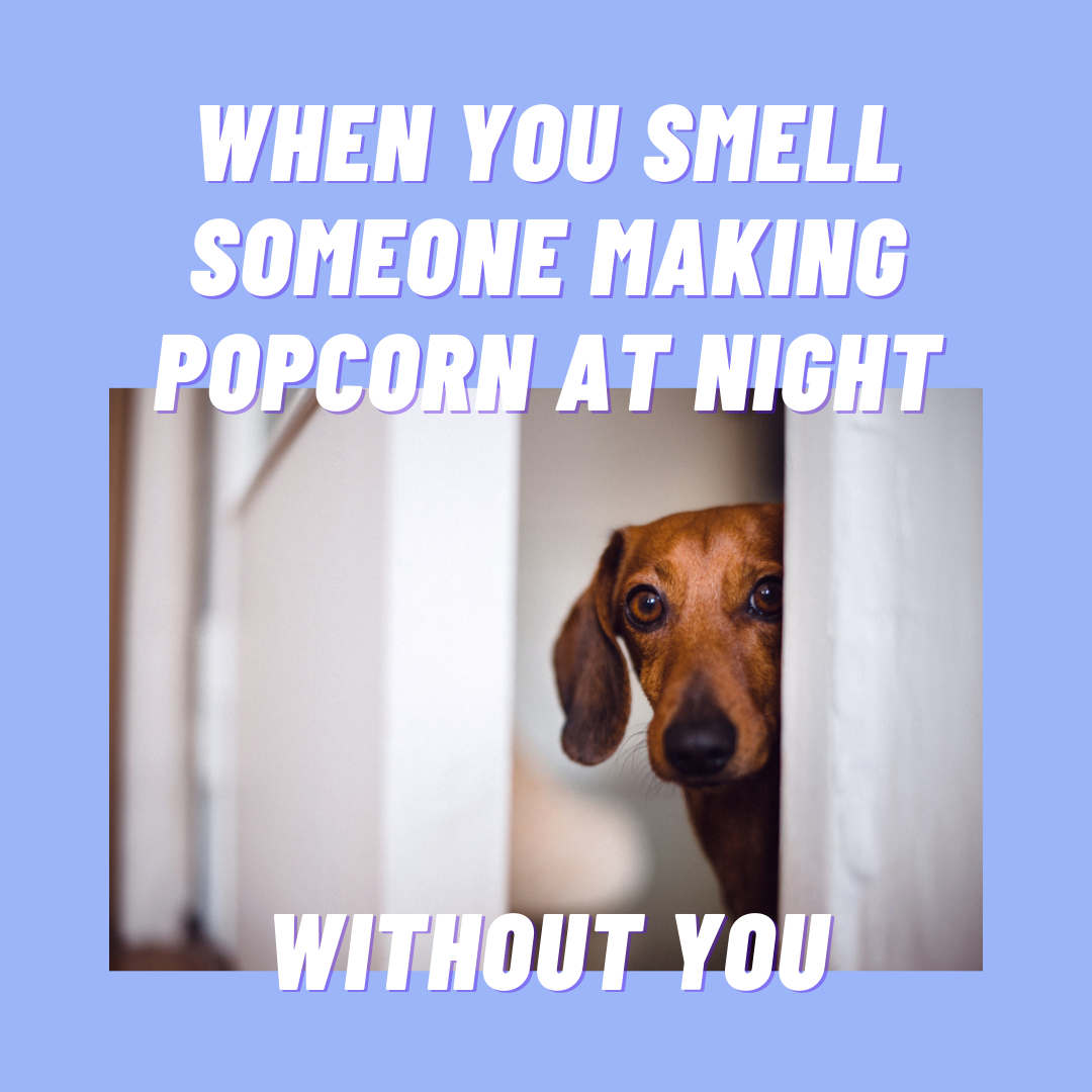 offleashd's tweet image. Facts 💁‍♀️

#datingapp #app #applaunch #doglovers #doglover #catlover #pets #datinginyour20s #datinginyour30s #datinginyour40s #seattle #thingstodoinseattle #petapp #horses #birdlover #losangeles #thingstodoinlosangeles #losangelesapp