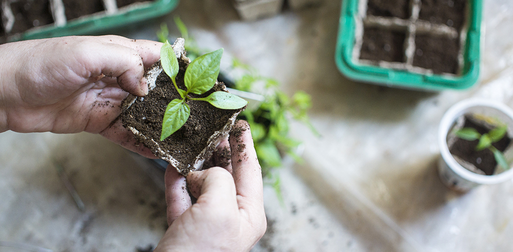 EcoCelebration's tweet photo. Now is the perfect opportunity to channel our longing for the gardening season into productive planning. https://t.co/GXOVb6gsjd #gardening #plantingcalendar #vegetables #flowers #annuals #perennials https://t.co/4HnaNncx9i