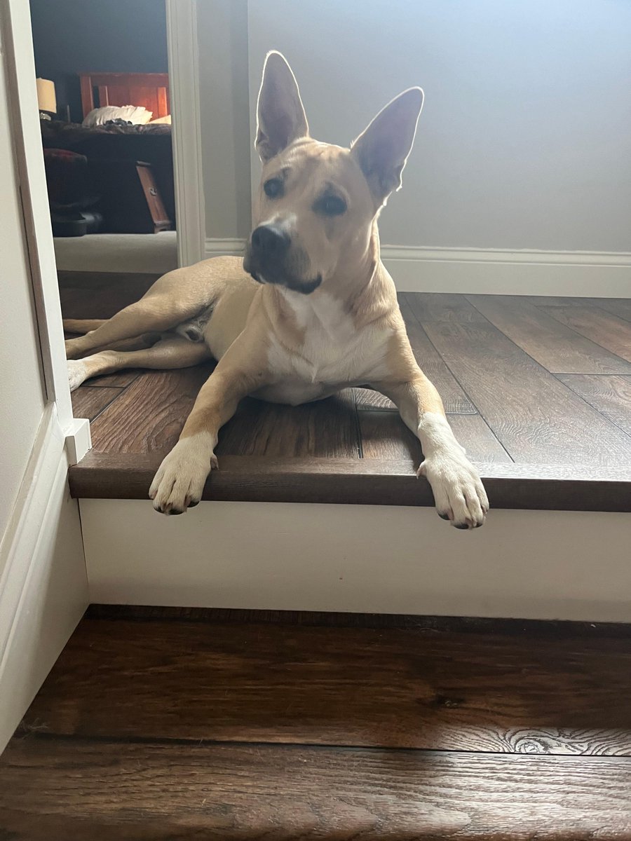 PLSLakerEd's tweet image. Ryan Weber has been on the board of LEF for 3 months. Helping kids is important to Ryan to ensure that they have every opportunity to become anything they want to. Ryan wanted to be on the LEF board to make to better the community. Ryan has two dogs, Gus Gus and Jack.