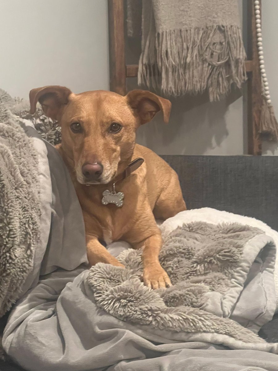 PLSLakerEd's tweet image. Ryan Weber has been on the board of LEF for 3 months. Helping kids is important to Ryan to ensure that they have every opportunity to become anything they want to. Ryan wanted to be on the LEF board to make to better the community. Ryan has two dogs, Gus Gus and Jack.