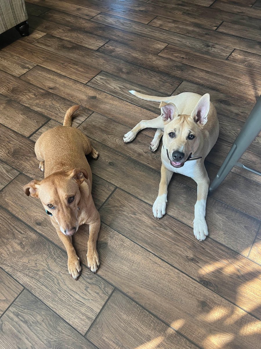 PLSLakerEd's tweet image. Ryan Weber has been on the board of LEF for 3 months. Helping kids is important to Ryan to ensure that they have every opportunity to become anything they want to. Ryan wanted to be on the LEF board to make to better the community. Ryan has two dogs, Gus Gus and Jack.