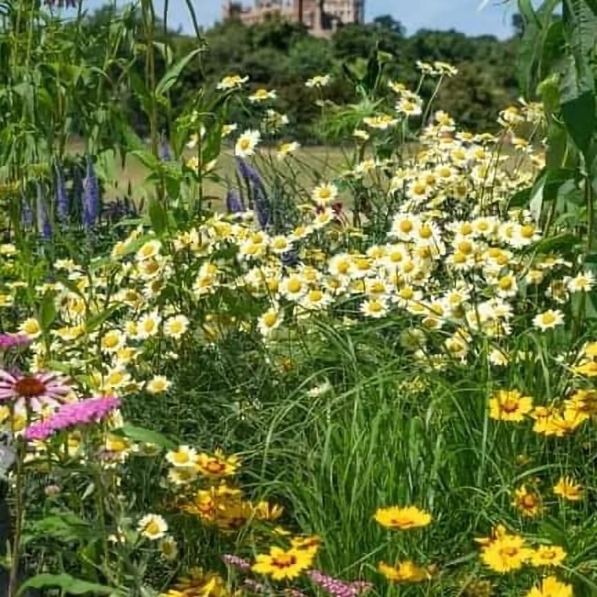 It may be cold outside but now is a good time to begin planning your flower borders for the year. A border or planter full of flowers and pollinators is a wonderful sight and sound. Lets face it who doesnt like honey. 
#feedabeein23