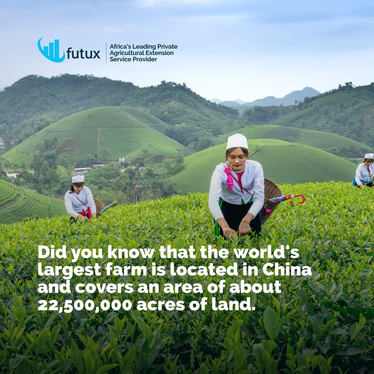 The world’s largest farm is the Mudanjiang City Mega Farm in Heilongjiang, China. It covers an area of about 22,500,000 acres. The Mudanjiang City Mega Farm specializes in dairy and has about 100,000 cows. This is 50 times bigger than the largest dairy farm in Europe.