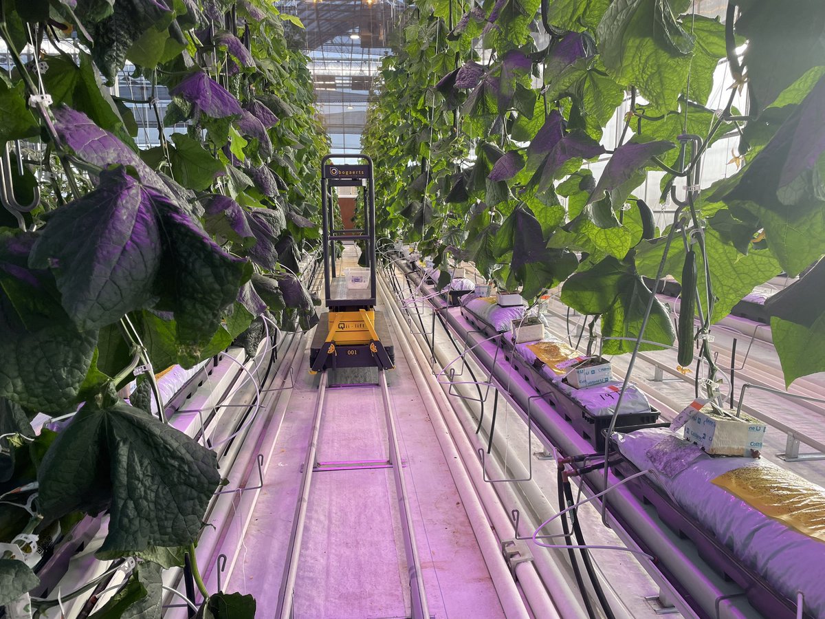 Go4theBeef's tweet photo. The @LC_Research doing research in support of our greenhouse growers. Cucumbers, tomatoes and peppers. Testing different growth mediums and lighting. @MeganShapka #ABAg https://t.co/dXjjGkmn09