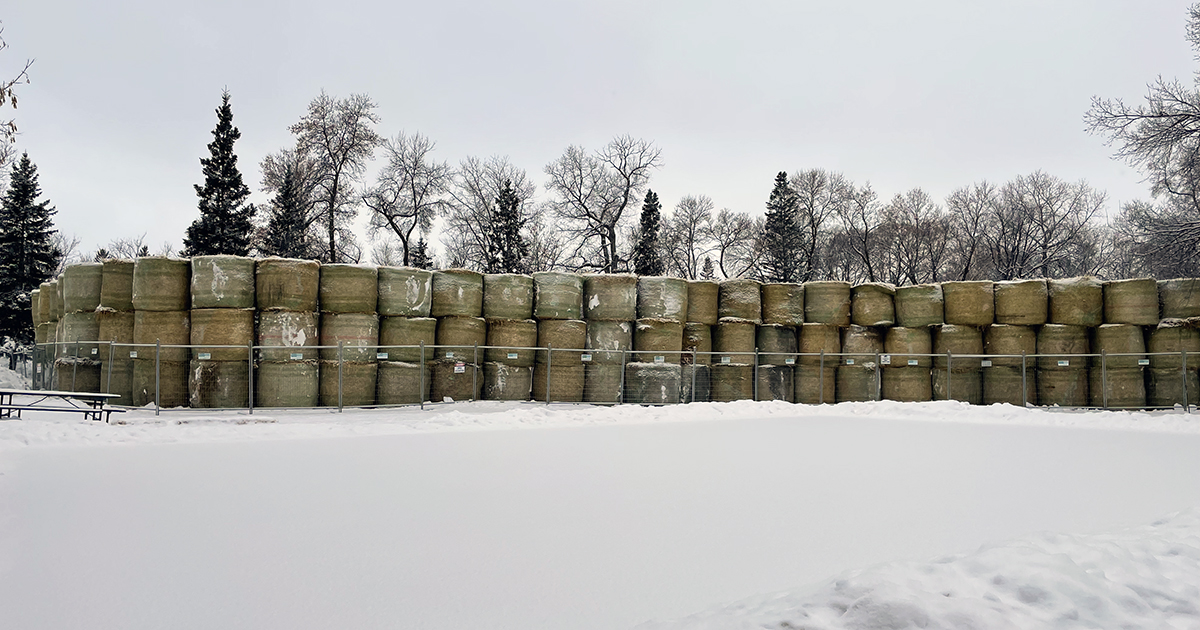 Hay bales aren’t typically found in our parks, but that’s what you’ll see in Kildonan Park and Fraser’s Grove Park for the next few weeks. They are being used to help minimize the sound from a sewer repair project. Learn more: ow.ly/cCws50Mwhqk #Winnipeg